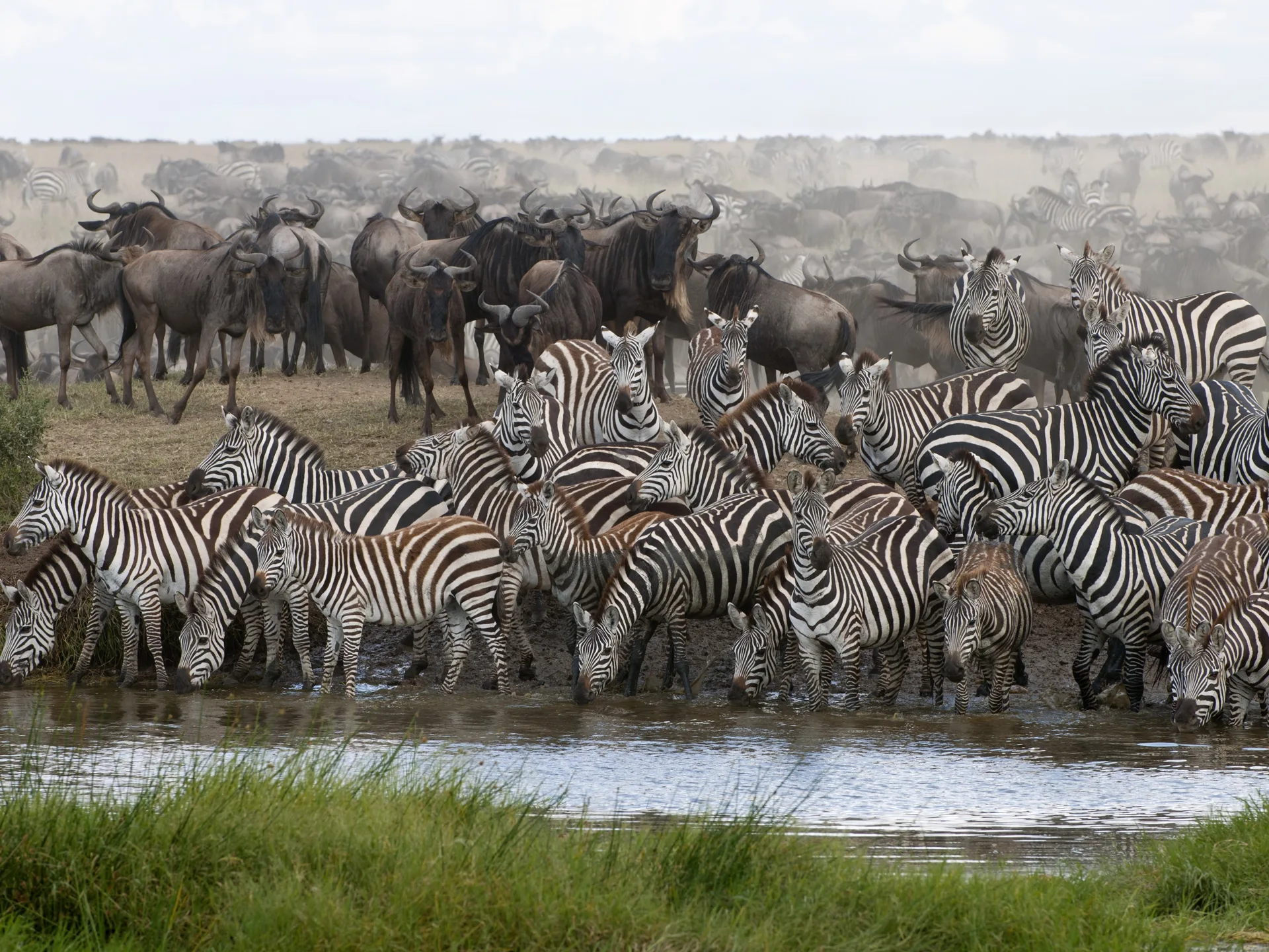 Zebras drinking in the Serengeti